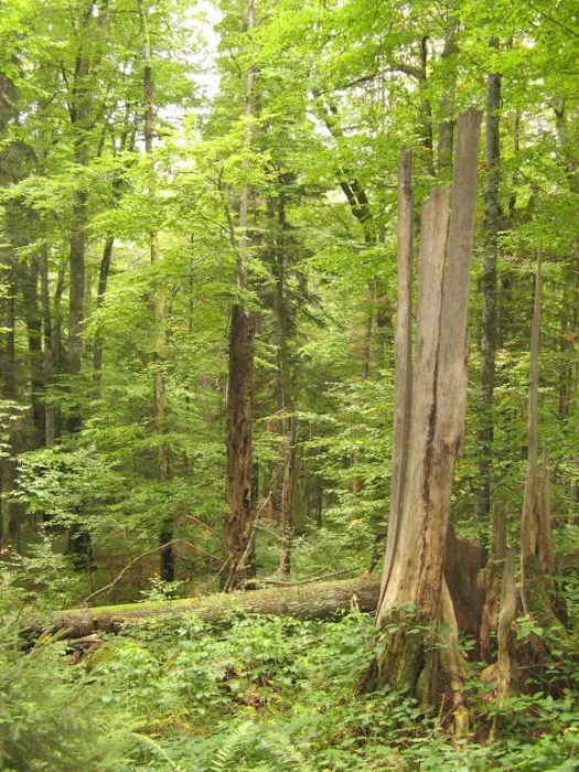 Johnson's Landing and Campground Picture 8