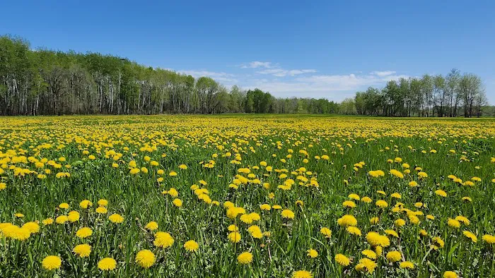 Bergamo Campground Picture 10