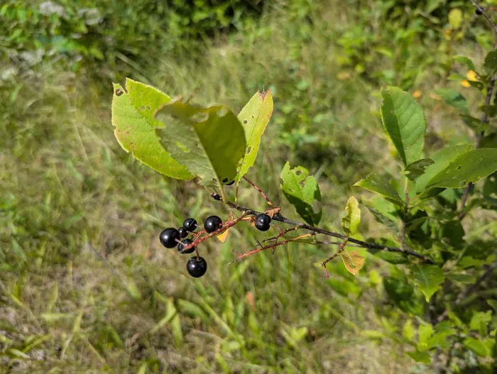 Fox Trap Watercraft Campsite Picture 1