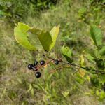 Fox Trap Watercraft Campsite