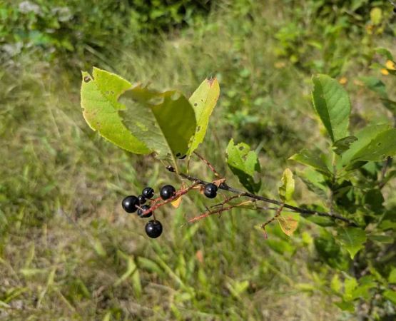 Fox Trap Watercraft Campsite