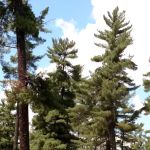 Big Falls Campground & Horse Camp