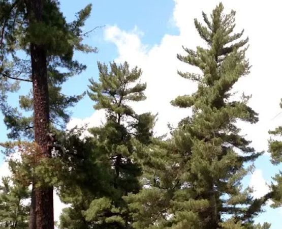 Big Falls Campground & Horse Camp