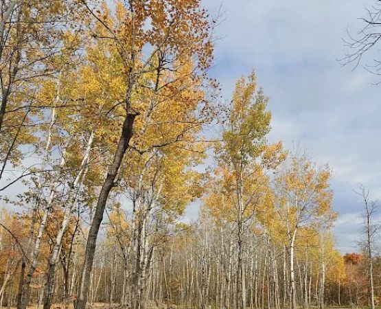 Maple Ridge RV Campground