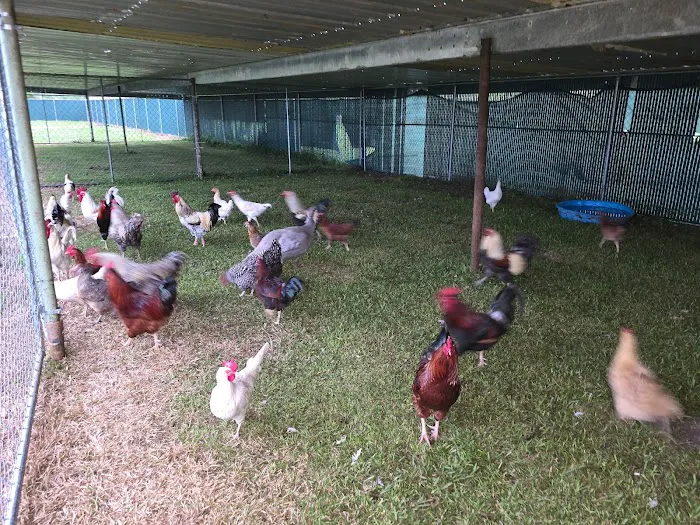 Lagniappe RV Park Picture 8