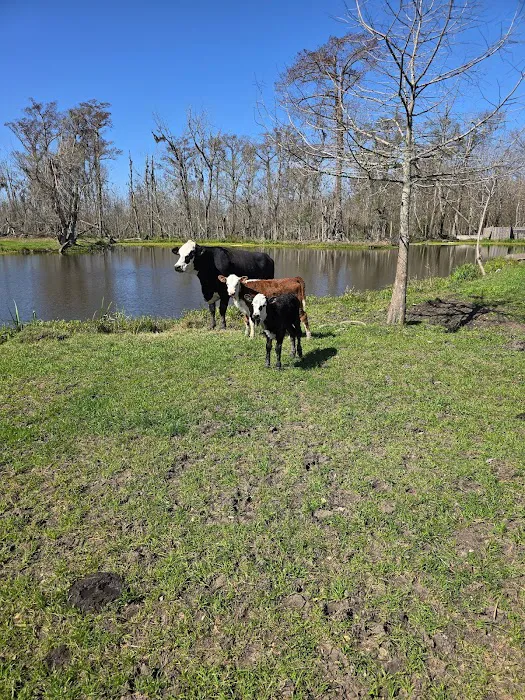 Lagniappe RV Park Picture 6