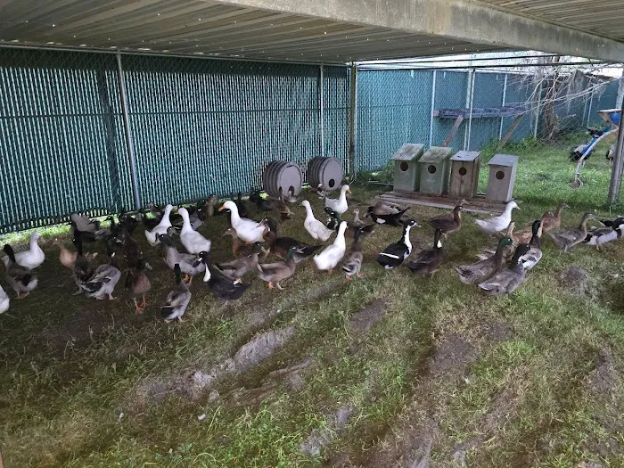 Lagniappe RV Park Picture 10