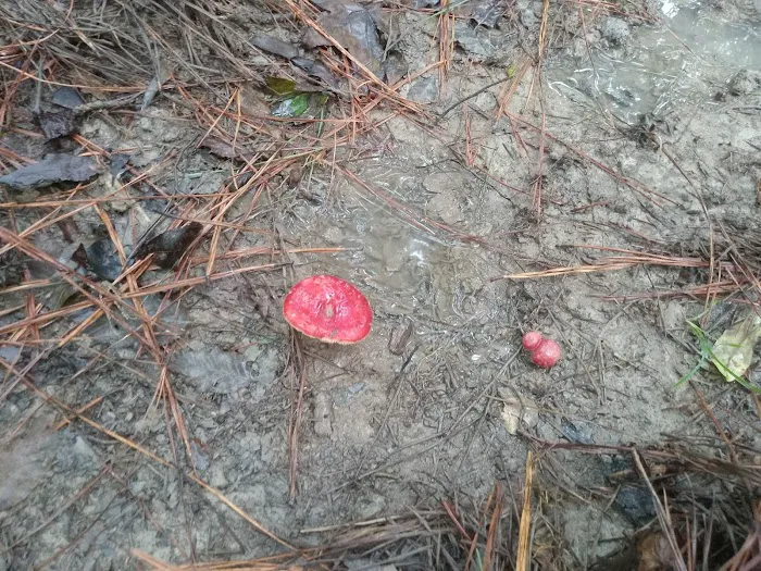 Red Bluff Campground Picture 5