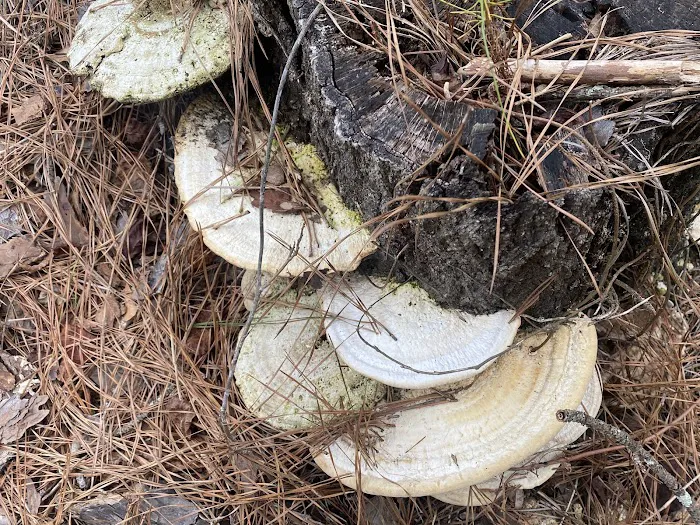 Archusa Creek Park Picture 3