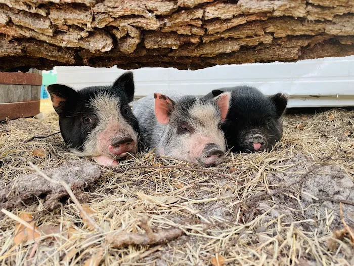 Vintage RV Farm Picture 8