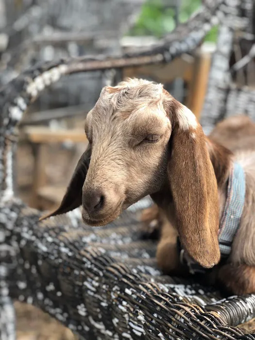 Vintage RV Farm Picture 3