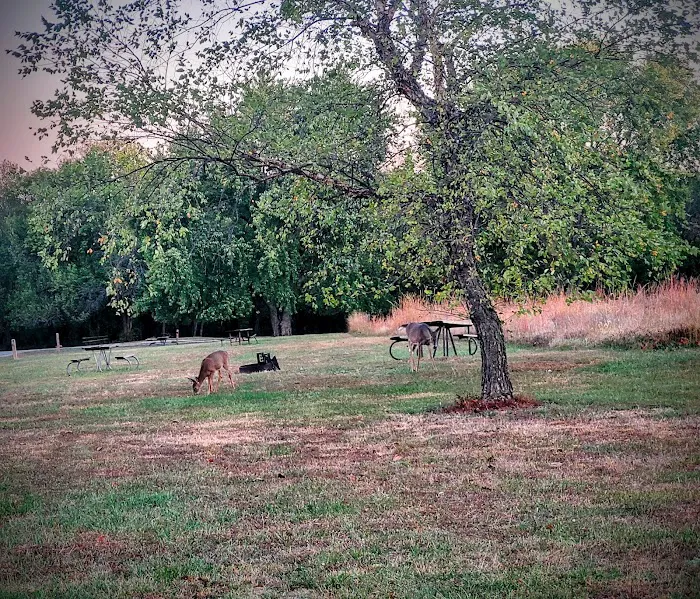 Coneflower Campground Picture 3