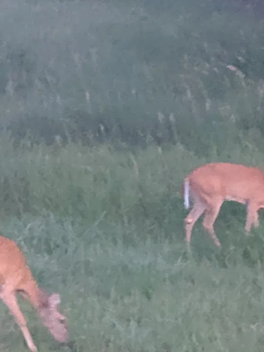 Bloomington East Picture 8