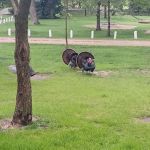 George H Clayton Campground