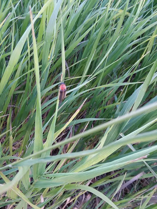 Redwood Area Campground Picture 2