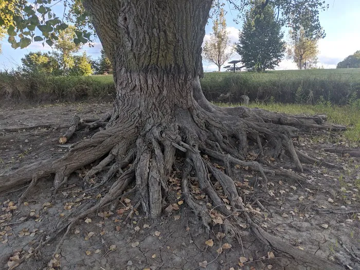 Ash Canyon Area Campground Picture 3