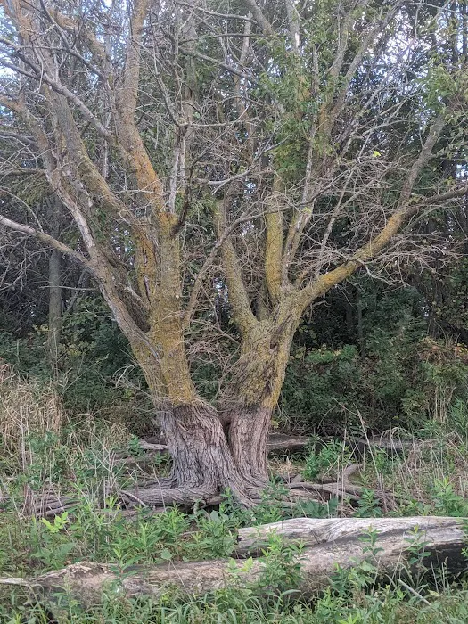 Ash Canyon Area Campground Picture 8