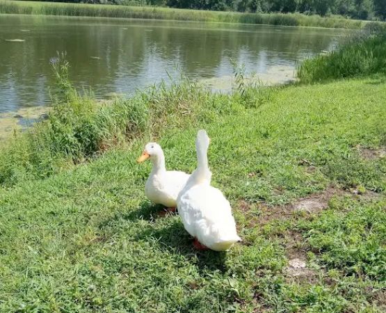 Buffalo County Recreation Area - Ravenna Lake