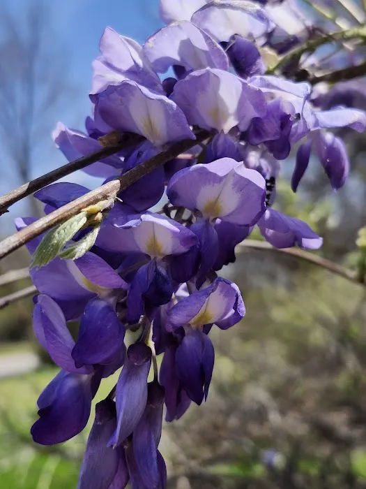 US Army Corps of Engineers Picture 5