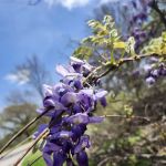 US Army Corps of Engineers