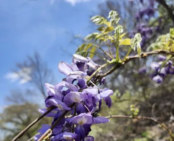 US Army Corps of Engineers