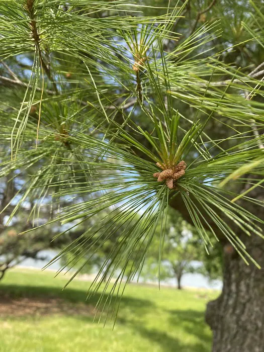Arrow Rock Park Campground Picture 4