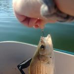 Outlet Park Campground Loop A