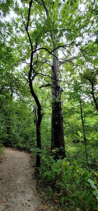 Lake Miola Campgrounds Picture 7