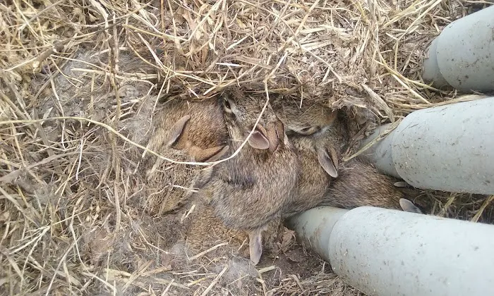 Melody Acres Rv Park Picture 10