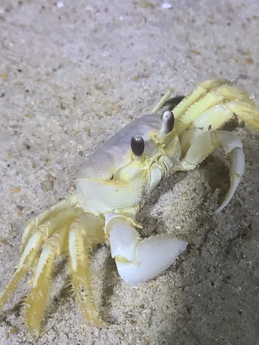 Oregon Inlet Campground Picture 8