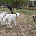 Snow White Sanctuary - Campground