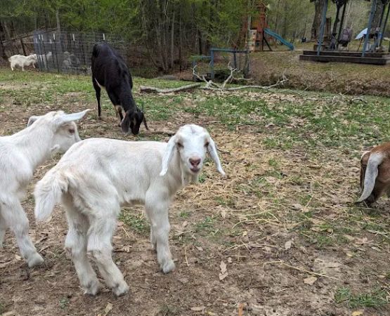 Snow White Sanctuary - Campground