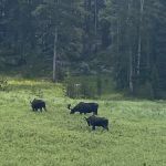 Burgess Ranger Station
