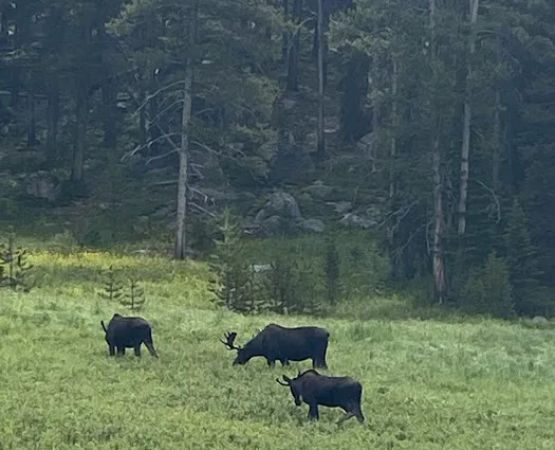 Burgess Ranger Station