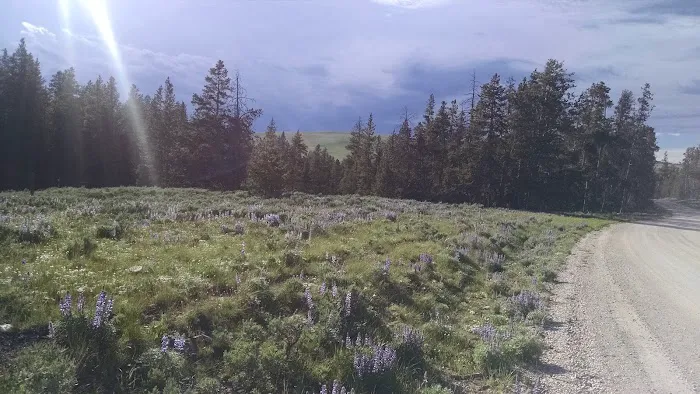 North Tongue Campground Picture 4