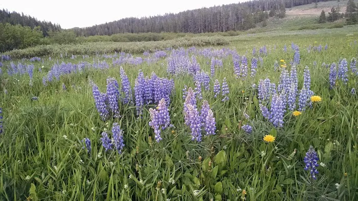 North Tongue Campground Picture 9