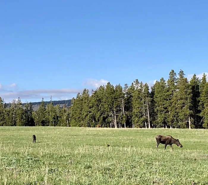 North Tongue Campground Picture 7