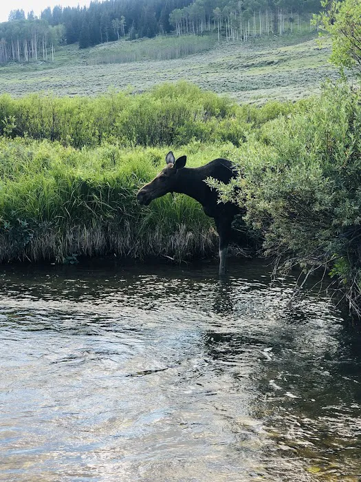 Prune Creek Picture 3