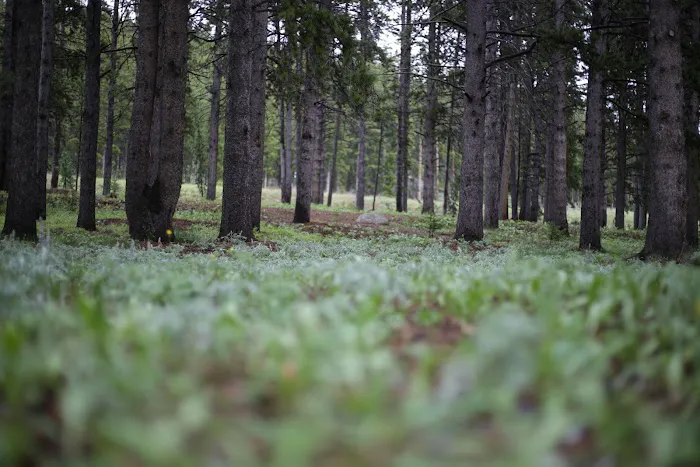 Prune Creek Picture 1