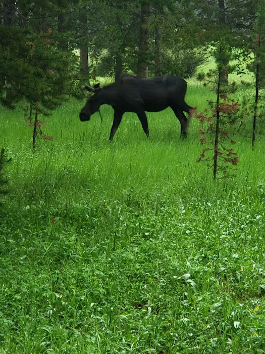 Prune Creek Picture 10