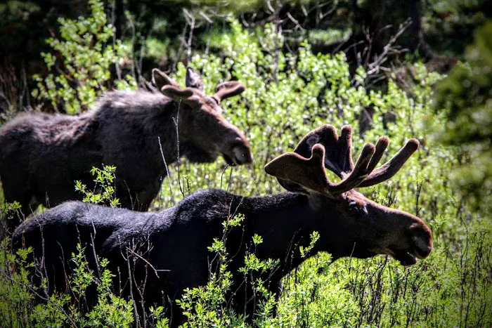 Prune Creek Picture 7