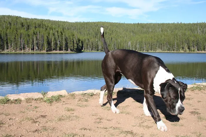 Sibley Lake Dam Picnic Site Picture 10