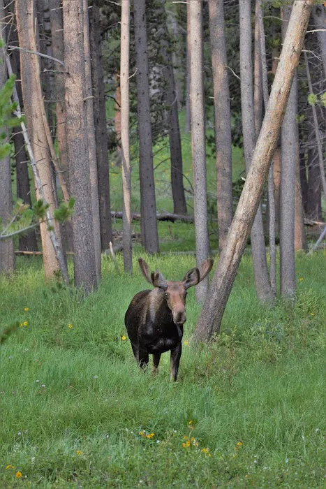 Sibley Lake Dam Picnic Site Picture 7