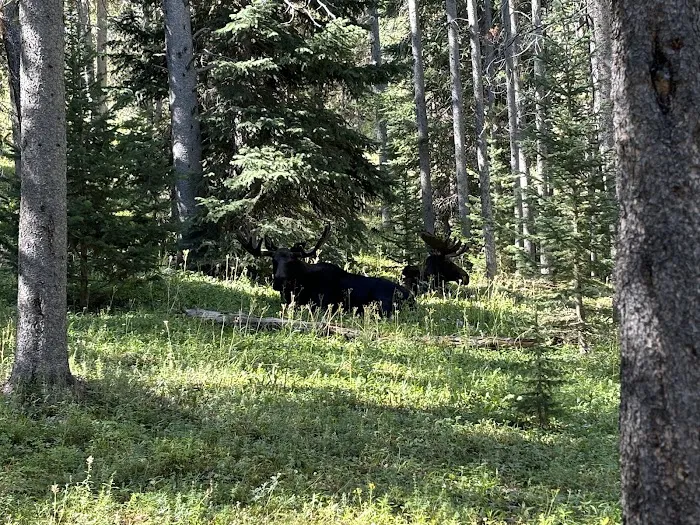 Sibley Lake Dam Picnic Site Picture 8