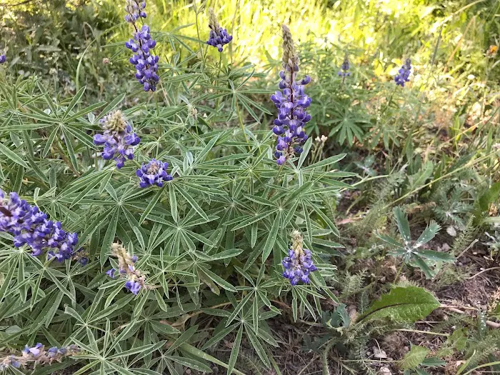 Sibley Lake Campground Picture 1