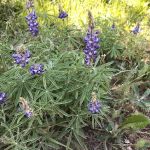 Sibley Lake Campground