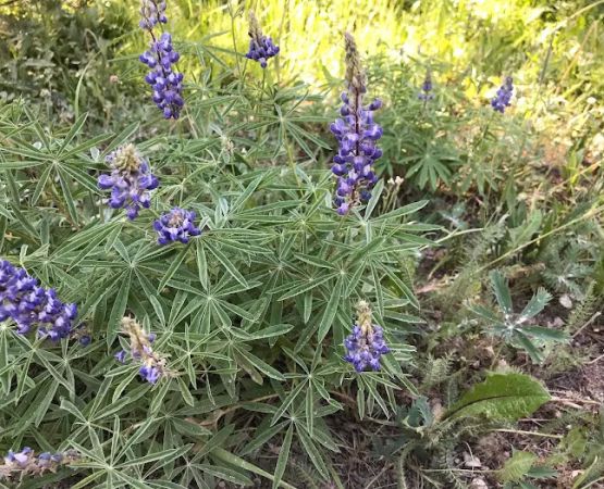 Sibley Lake Campground