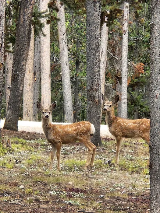 Dead Swede Campground Picture 9