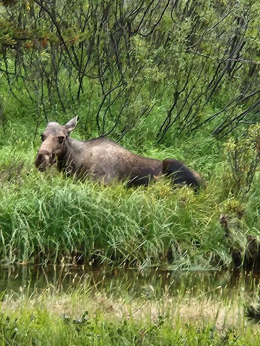 Dead Swede Campground Picture 10