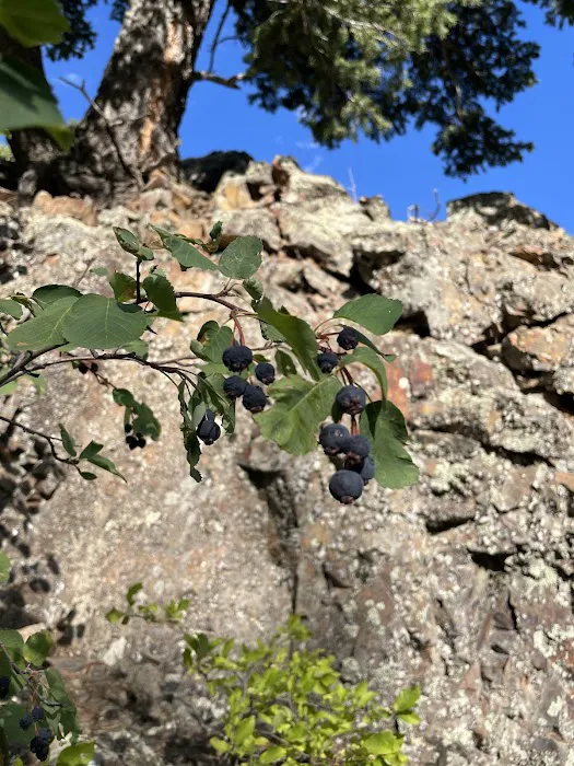 Thain Creek Campground Picture 2